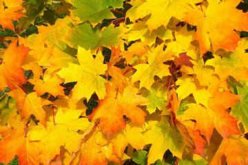 Foglie gialle d'autunno