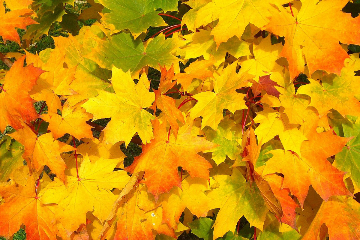 Foglie gialle d'autunno