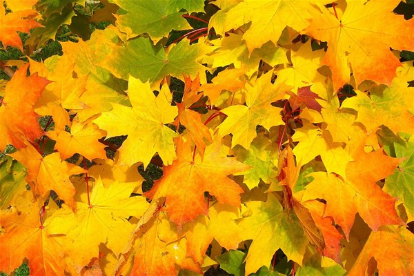 Foglie gialle d'autunno