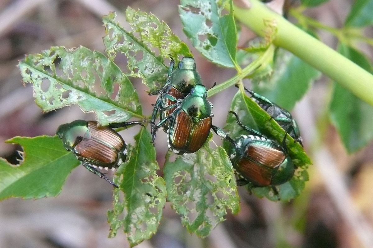 Un ramo con le foglie aggredite da 3 coleotteri scarabeidi giapponesi.