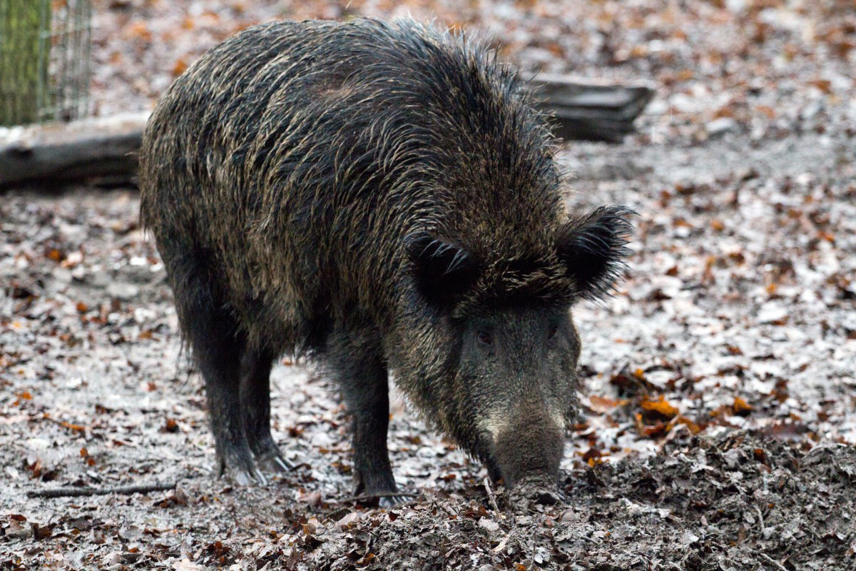 Un cinghiale nel bosco.