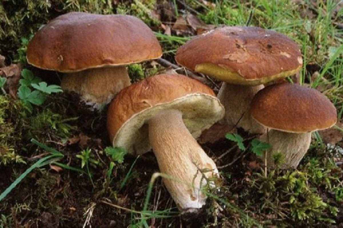 Un gruppo di quattro funghi porcini nel bosco.