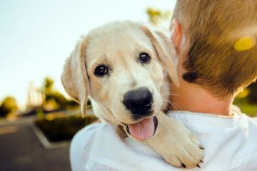 Un cane bianco tenuto in braccio da un uomo di spalle.